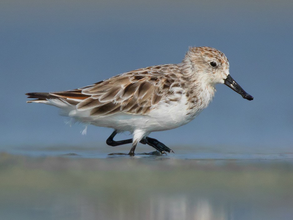 Correlimos cuchareta (ebird).