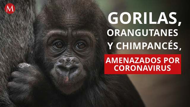 Gorilas, orangutanes y chimpancés, amenazados por coronavirus