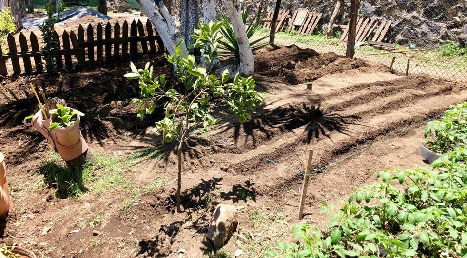 "Ni siquiera se necesita un jardín y con ello la familia puede comer sano". (Especial)