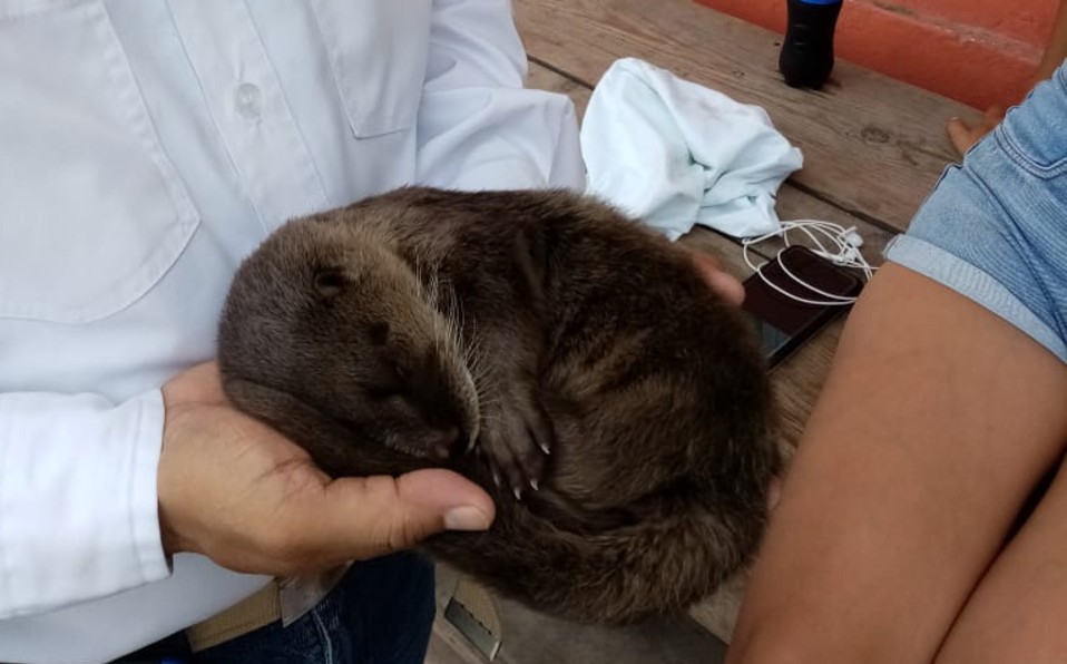 Rescatan otra nutria al margen del rió Pánuco (Foto/Jesús Alberto García)