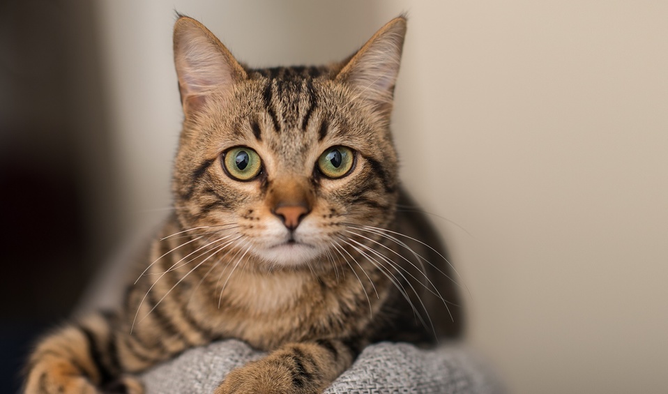 En Bélgica, un enfermo de coronavirus contagió a su gato (Shutterstock)