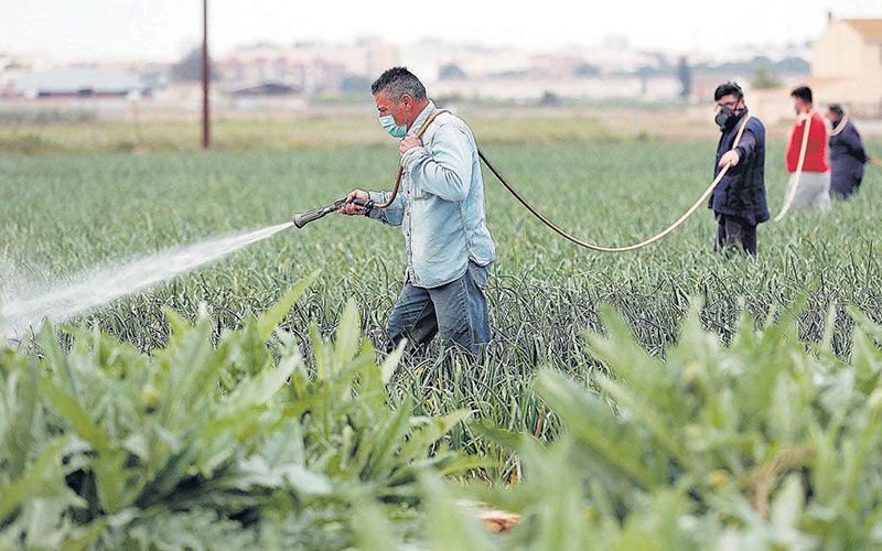 El campo advierte de que no hay manos para recoger la cosecha