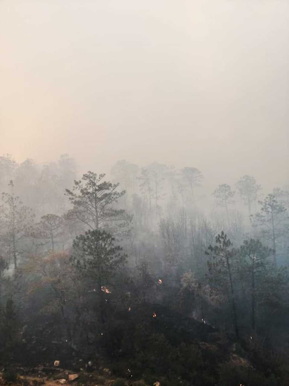 Los bosques son de pino y encino. (Foto: Óscar Rodríguez)