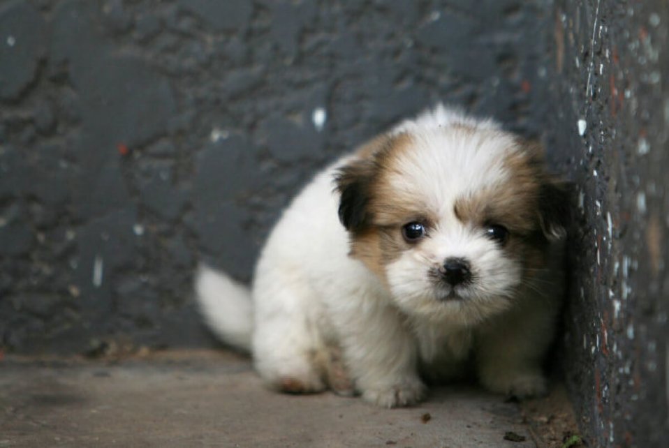 Perritos abandonados | Foto. Archivo |