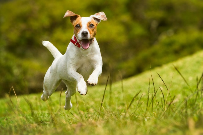 Los perros no son tan proclives a contraer el virus (Shutterstock).