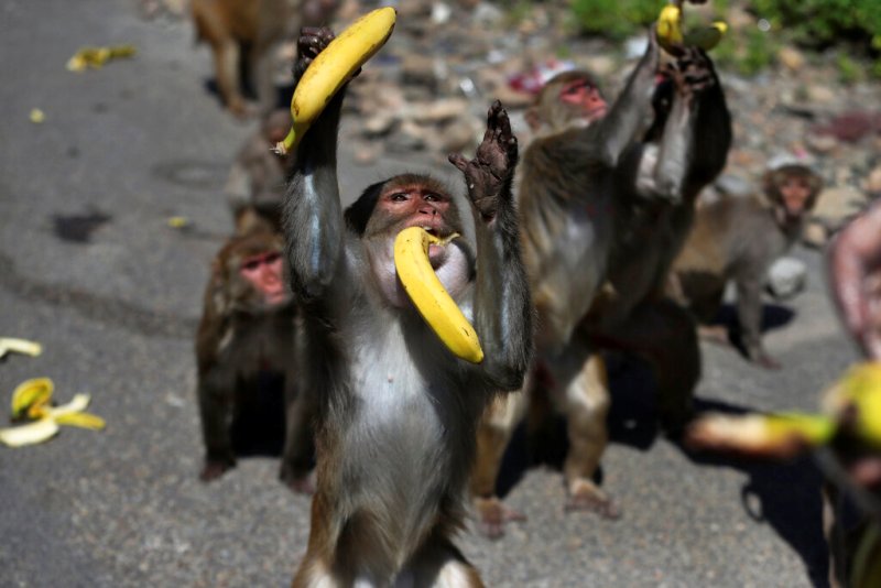 Los macacos rhesus son un problema endémico en la capital de India. (AP)