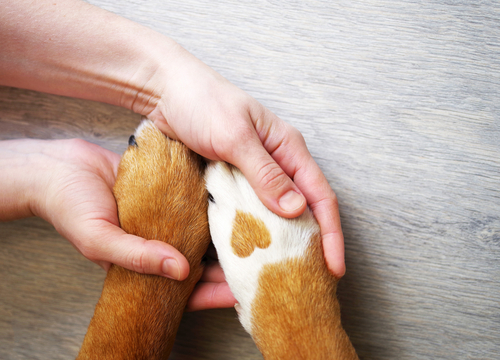No desinfectes con cloro las patitas de tus mascotas.