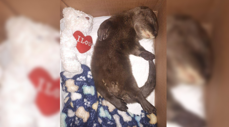 Nutria rescatada en Tampico (Foto/ARCHIVO)