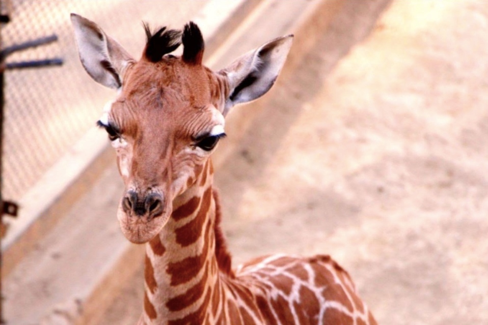 La jirafa nació en febrero en el Zoológico de Chapultepec y ahora las autoridades buscan elegir un nombre para ella. (Especial)
