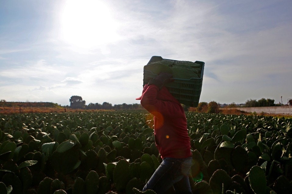 Productor de nopales en el campo no se verá afectada la producción de alimentos por la pandemia. (Andrés Lobato)
