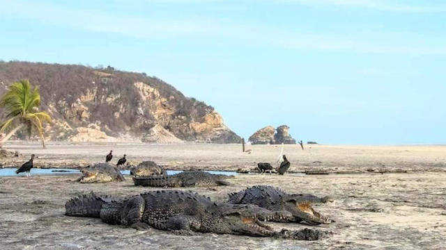 Cocodrilos 'aprovechan' contingencia de covid-19 para volver a playas de Oaxaca