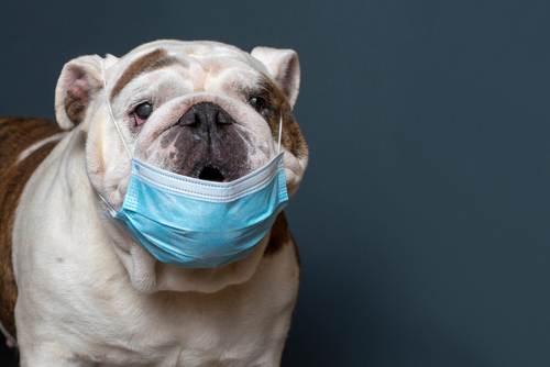 Debes cuidar a tu mascota como si se tratara de una persona (Shutterstock)