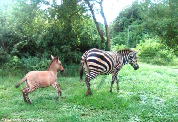 Nace en Kenia una cría híbrido de cebra y burro. (EFE)
