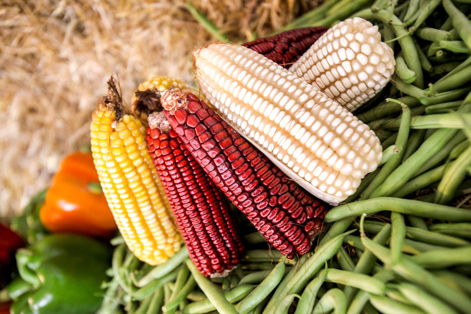 Inicia Sader entrega de apoyos a productores de maíz en cuatro estados (Especial)