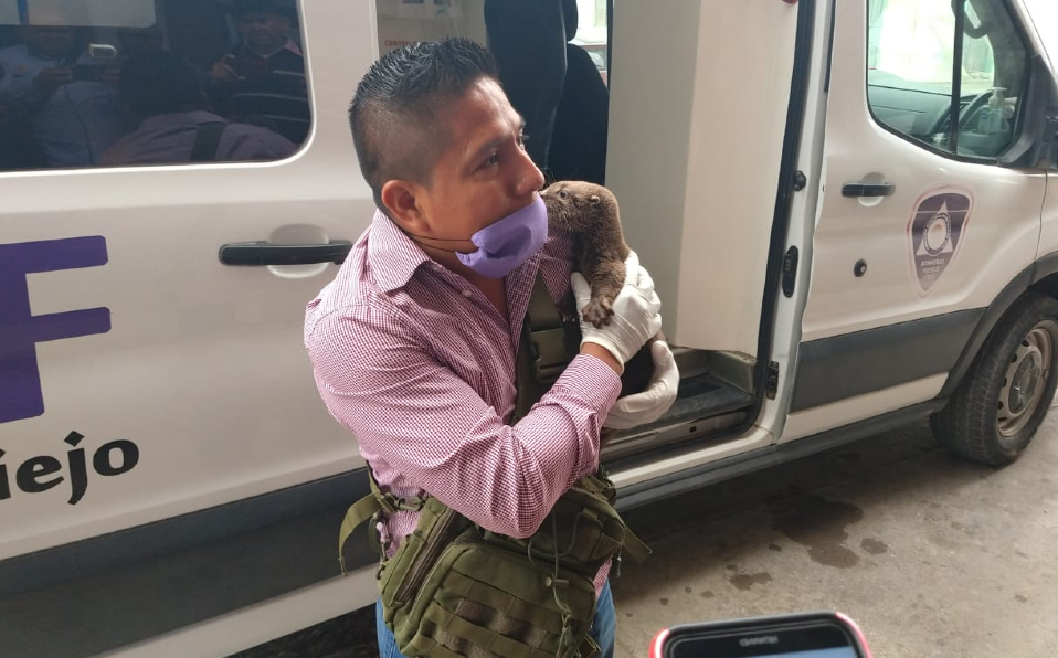 Rescatan otra nutria bebé en Tampico