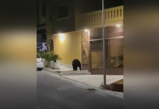 Uno de los osos fue visto en Cumbres, quinto sector.