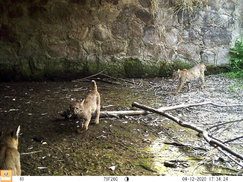 Parque Metropolitano de León captan familia de linces con fototrampas.