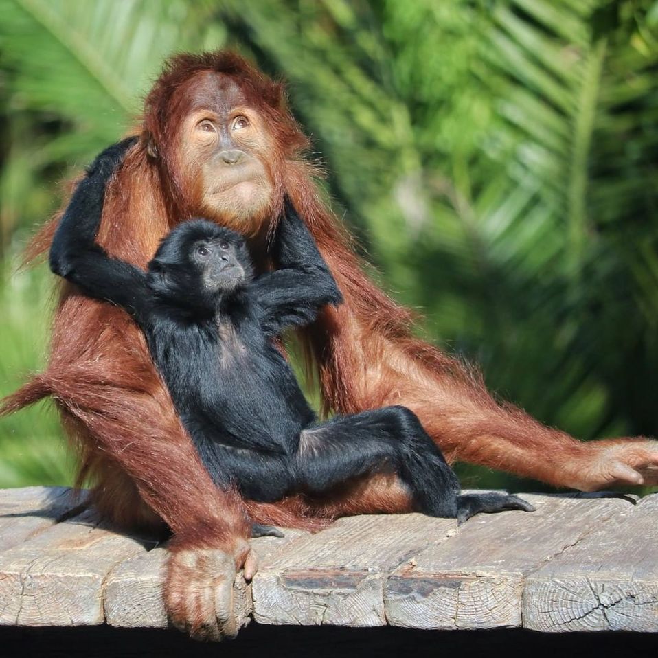 El zoológico de Neumünster busca apoyo para alimentar a su animales.(Instagram)