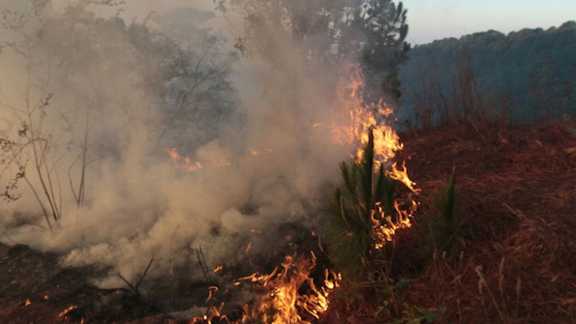 Declaran emergencia en cinco municipios de Oaxaca debido a incendios forestales