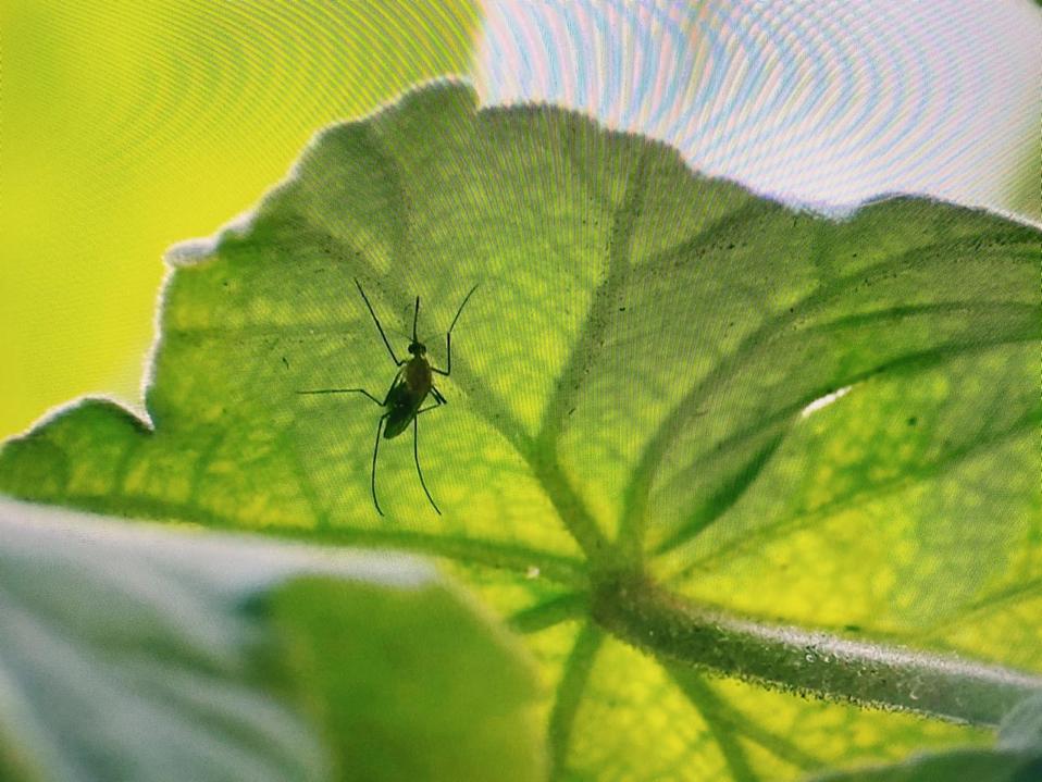 Mosquitos se propagan en colonia Balcones de Santa María en Tlaquepaque, vecinos temen casos de dengue (Javier León)