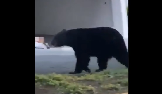 El video fue captado el pasado viernes. (Especial)