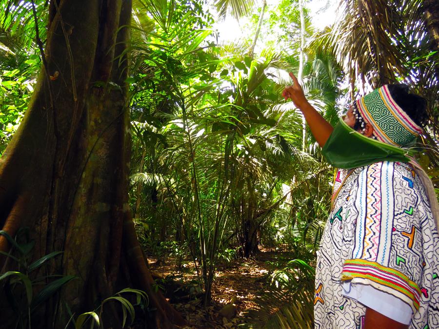 En la Amazonía peruana, grupos indígenas afrontan la pandemia aislados; el país registra más de 15 mil casos de covid-19 y 400 defunciones. (EFE)