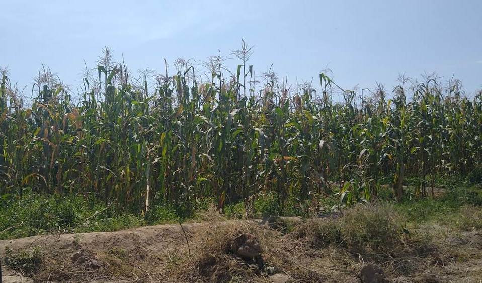 En la zona tienen​ un estimado de unas 2 mil hectáreas de siembra de maíz tipo de grano. (Apolonia Amayo)