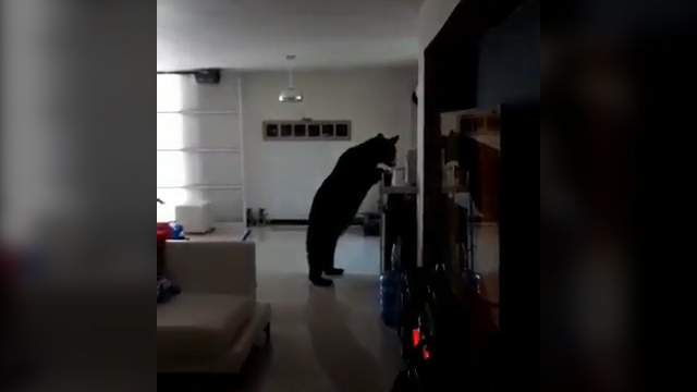 Oso entra a la sala de una vivienda de San Pedro