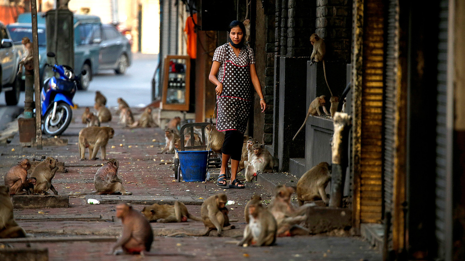 Animales retoman las calles durante coronavirus (Especial)
