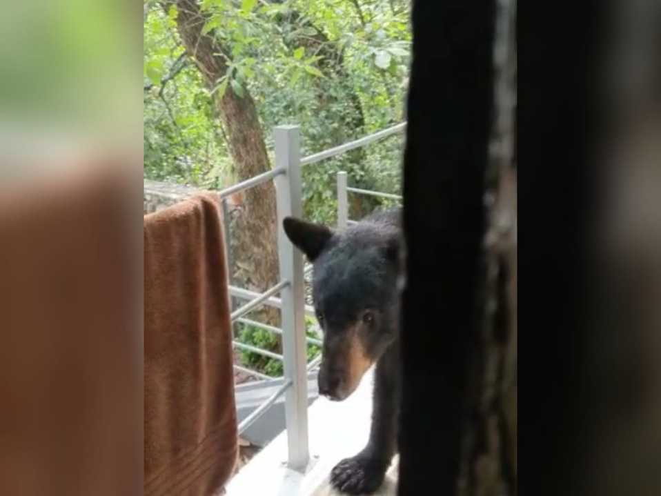 Cada vez es más común ver osos en busca de comida.