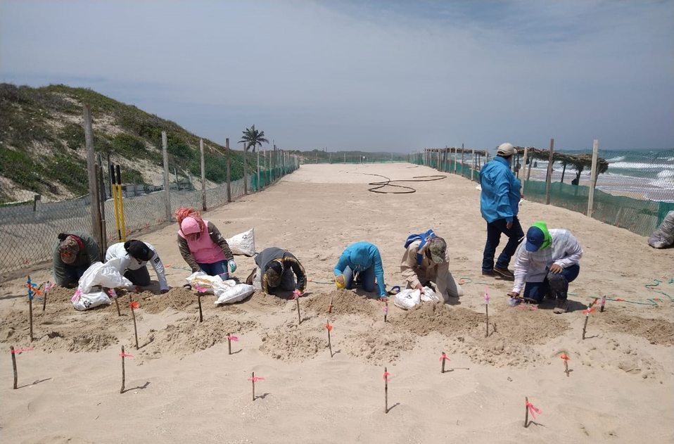 Trabajadores y voluntarios continúan la lucha por resguardar la naturaleza del planeta. (Foto: Conanp)