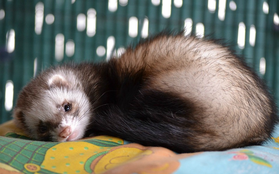 Hurón como mascota