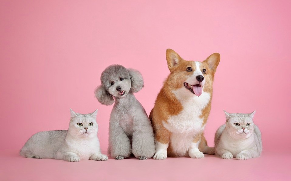 Mascotas