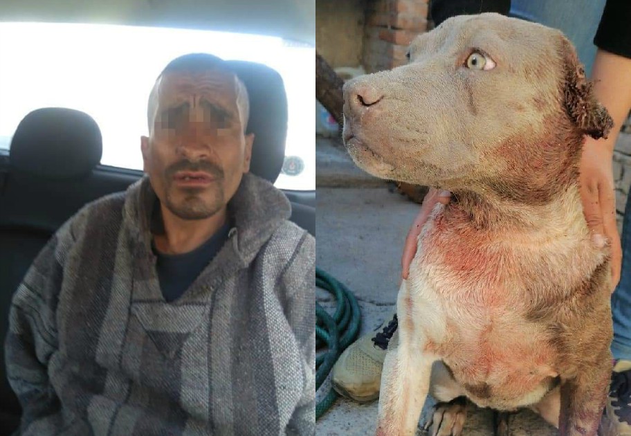 Prisión preventiva por maltrato animal en Durango. (Notivox Digital)