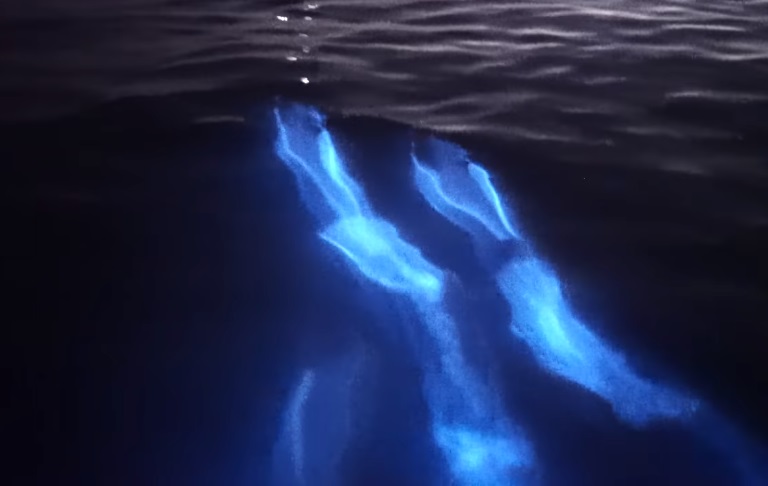 Los animales marinos en medio de la bioluminiscencia (Captura).