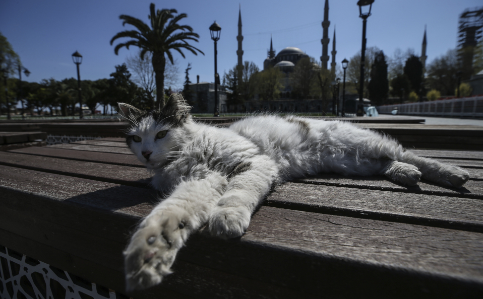 Cambiar las dinámicas de las mascotas, les puede provocar estrés (AP)