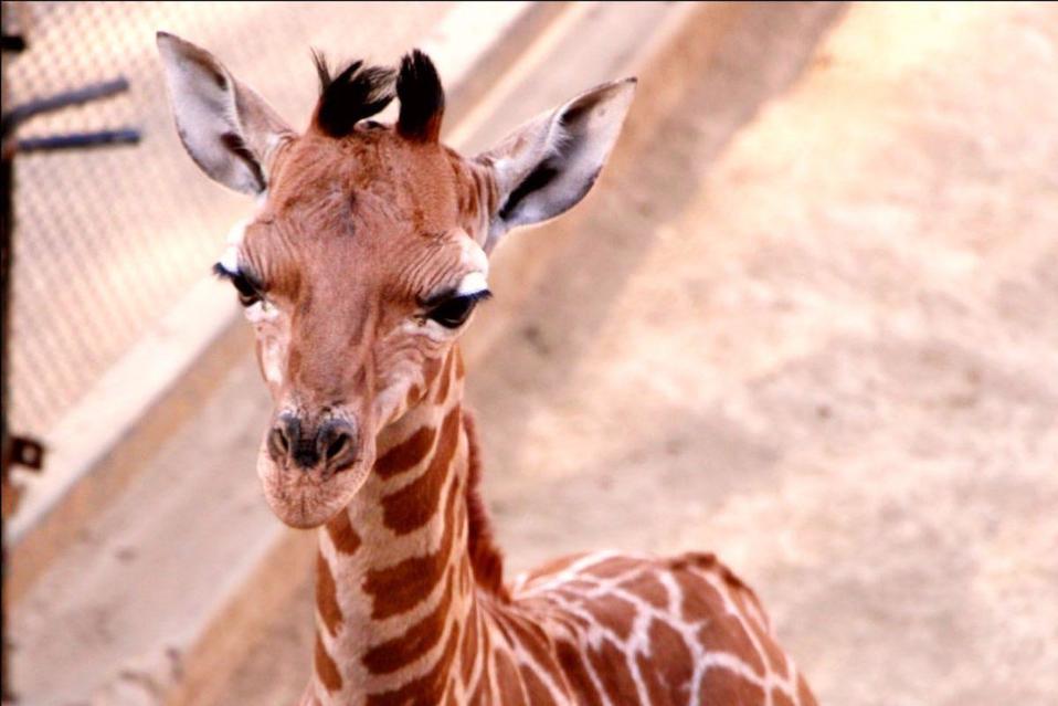 Jirafa bebé del Zoológico de Chapultepec.