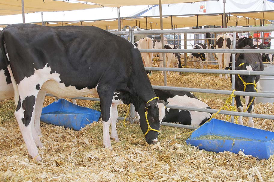 Vacas envenenadas en Coahuila. (Manuel Guadarrama)