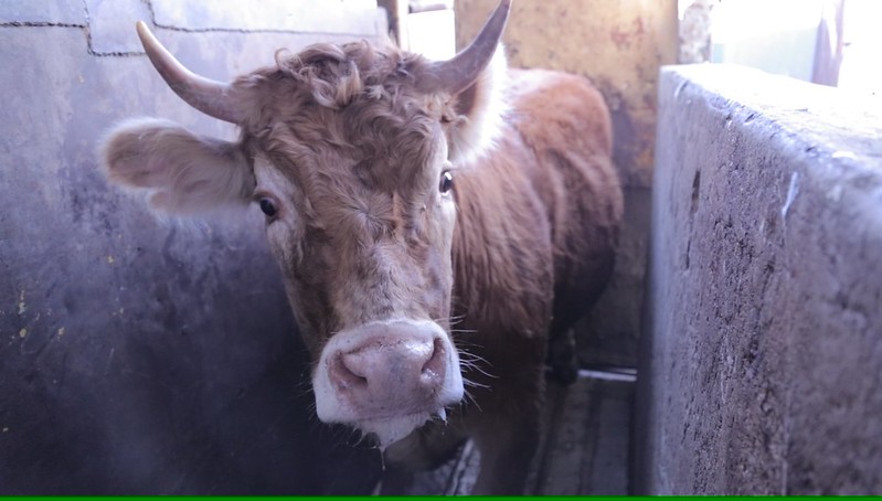 La organización Igualdad Animal advirtió sobre los riesgos de rastros clandestinos en México (Igualdad Animal)