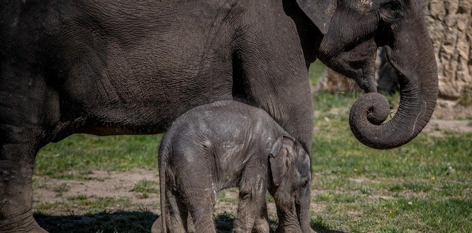 Zoo reabre con animales recién nacidos (EFE).