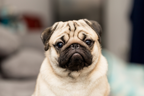 Perro da positivo a coronavirus. (Shutterstock)