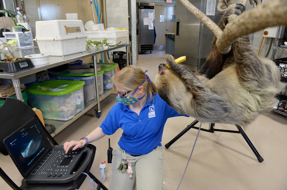 Realizan un ultrasonido a Linne, una hembra de perezoso de tres dedos que está embarazada, en el zoológico de Rhode Island. (AFP)
