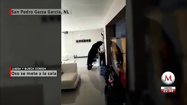 Humanos, vecinos incómodos de los osos