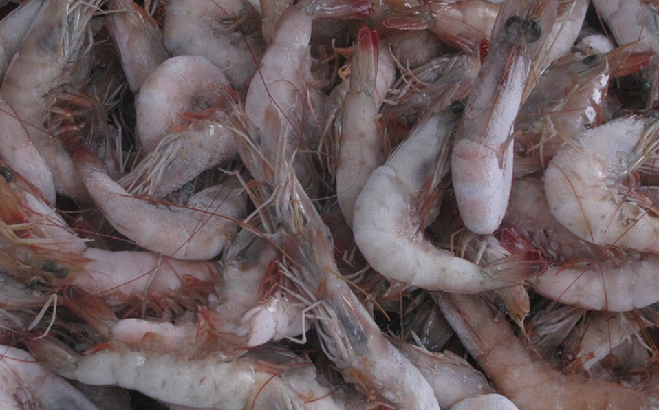Camarones | Archivo
