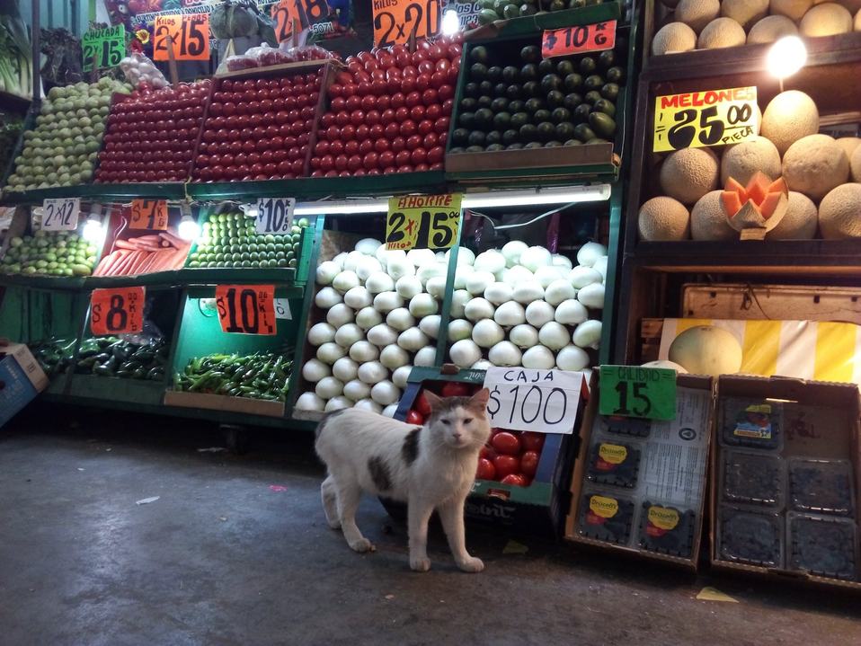 Gato en la Central de Abasto. (Tomado de @debrafig)