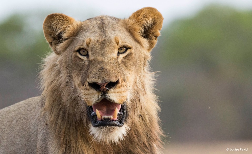 El safari  virtual es de acceso libre (WildEarth).