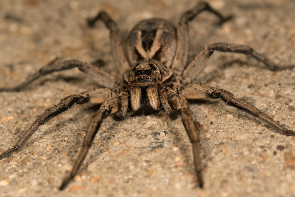 Araña lobo (Shutterstock).