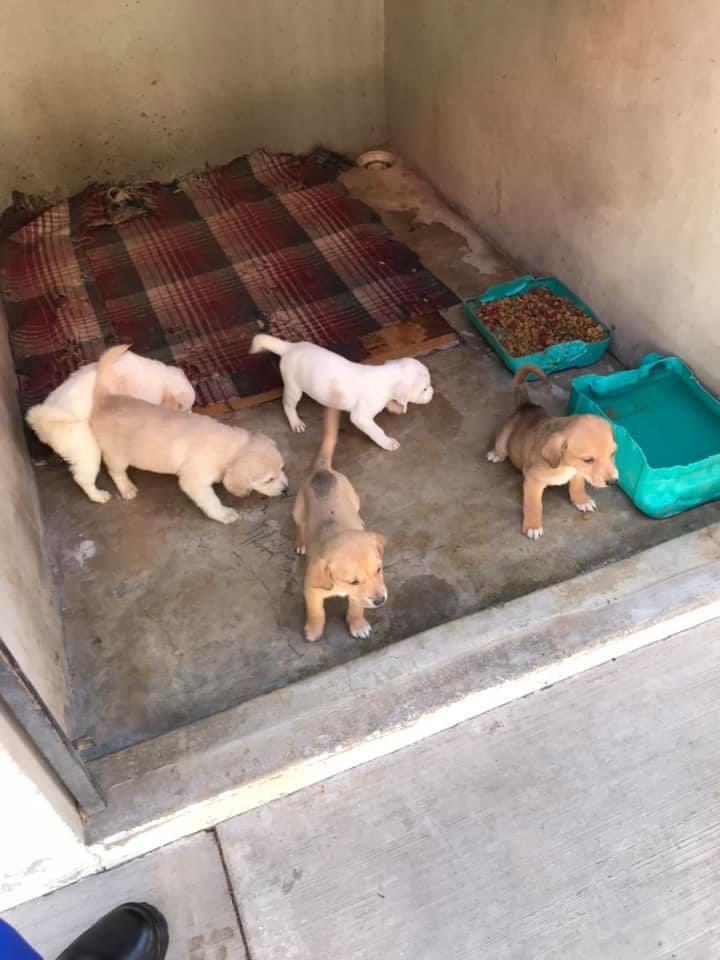 Cachorros nacidos dentro del confinamiento del Centro de Control Canino de Mineral de la Reforma. (Cortesía)