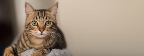 Detectan el primer caso de gato con coronavirus en España. (Shutterstock)