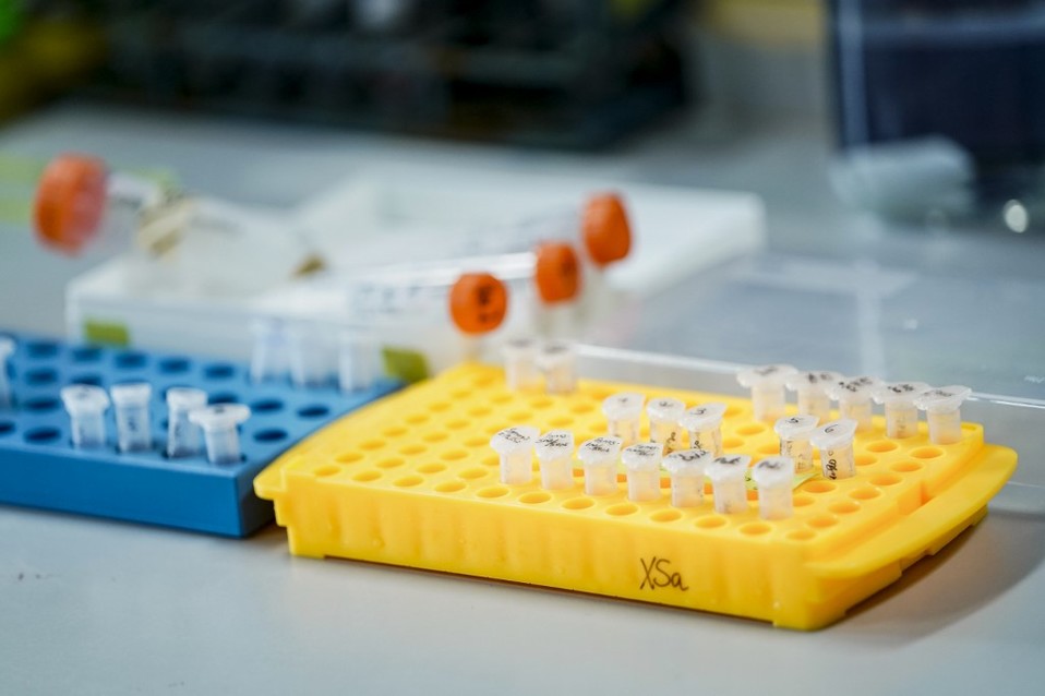 En diversos laboratorios del mundo se buscan tratamientos y vacunas contra el coronavirus. (AFP)